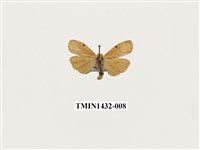 藏品(燈蛾科)的圖片